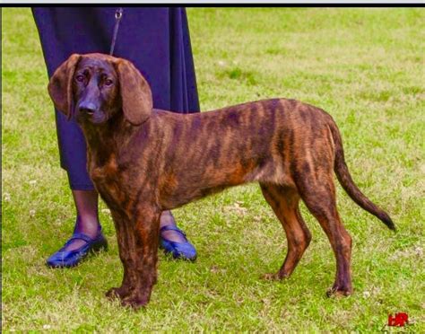 Hanoverian Scenthound History And Trainingtemperament American Kennel Club