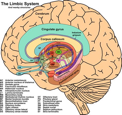 The Limbic System Is Not Just One Part Of The Brain But Contains Many