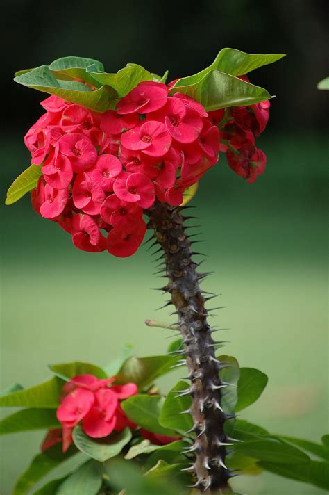 Crown Of Thorns Blommor Växter Suckulenter