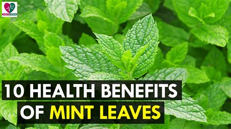 10 Health Benefits Of Mint Leaves Health Sutra Youtube