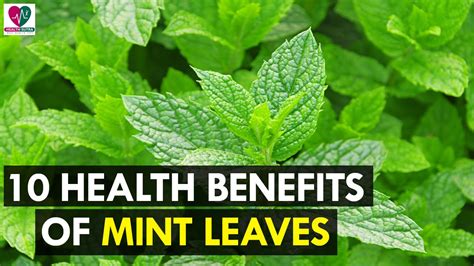 Mint leaves have a variety of wonderful health benefits and uses. 10 Health Benefits Of Mint Leaves - Health Sutra - YouTube
