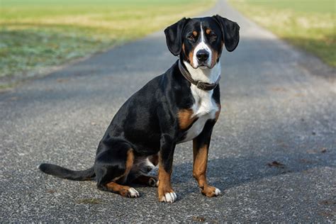 Entlebucher Mountain Dog Dog Breed Information