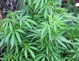 Marijuana Plant Leaves Images