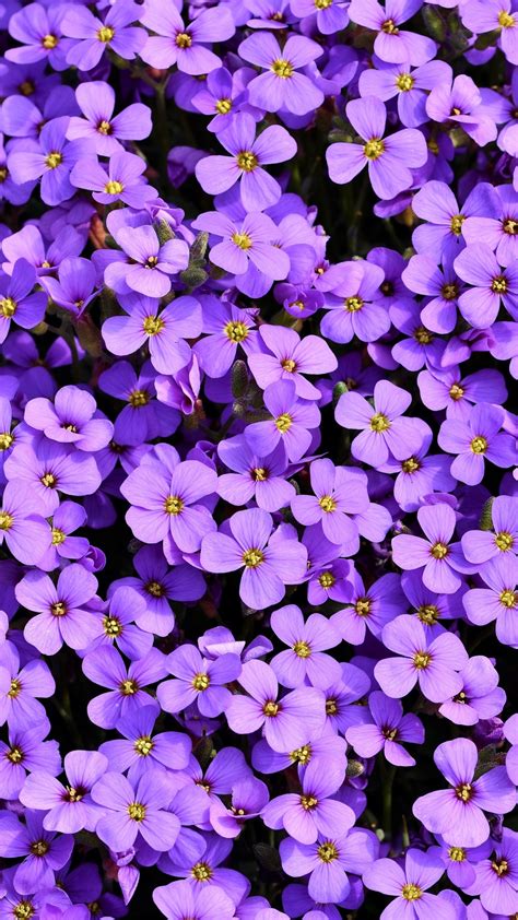 Aubrieta Wallpaper 4k Violet Flowers Blossom Spring
