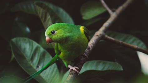 Wallpaper Id 7268 Parrot Bird Green Branch 4k Free Download