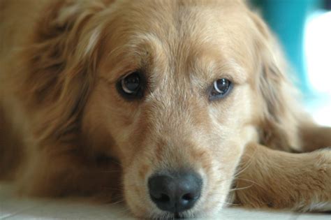 The Three Things That Can Hurt Your Dogs Feelings Backed By A Vet