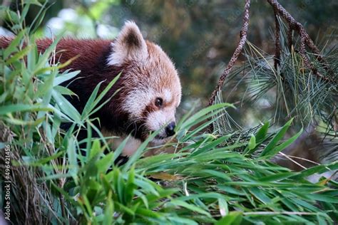 Nepalesischer Roter Panda Ailurus Fulgens Auch Kleiner Panda
