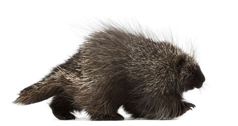 Porcupine Facts Hystricidae And Erethizontidae