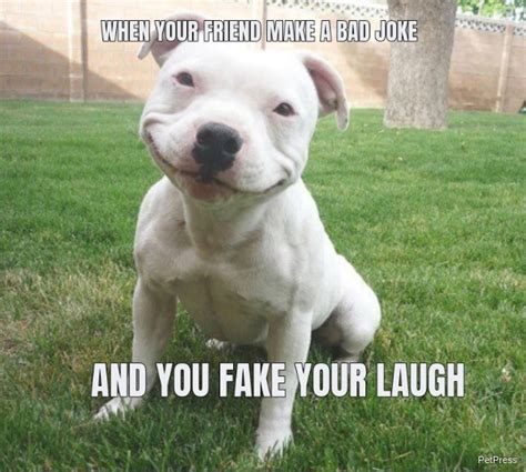 15 Funny Smiling Dog Memes Page 2 Of 4 Petpress