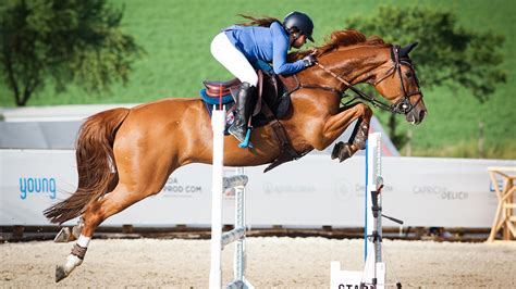 How To Buy A Showjumper With Top Riders Tips For Success Horse And Hound