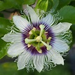 Cresteti Fructul pasiunii (Passiflora edulis) in ghiveci - INGRIJIREA ...