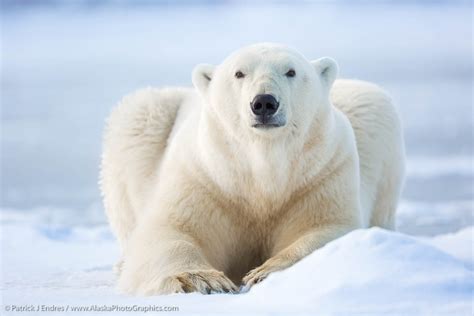 Adult Male Polar Bear Alaskaphotographics