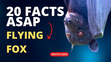 Animals Ep 6 20 Facts Flying Foxes Youtube