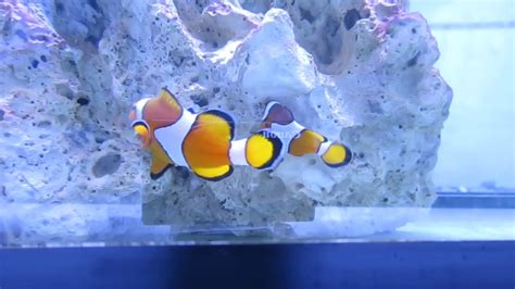 Clownfish Eating Unhatched Eggs Youtube