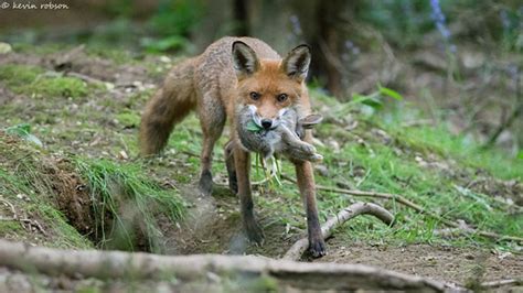 Red Fox With Prey Cambridgeshire Woodland June 2013 Kevin Robson