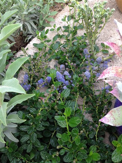 The Ground Cover Ceanothus Yankee Point In Bloom California Native