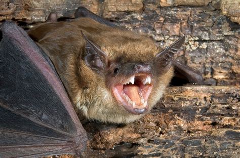 What Does A Bat Bite Look Like
