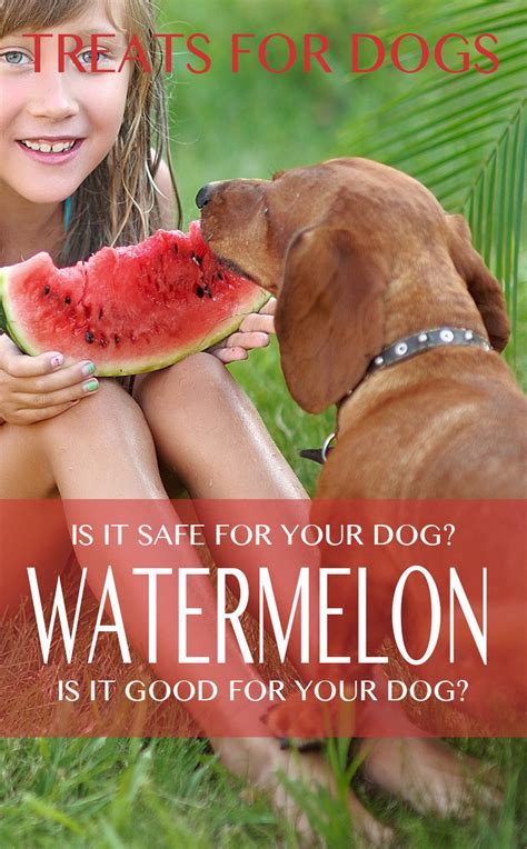 Yes, goats can eat watermelon rinds. Can Dogs Eat Watermelon - Is Watermelon Good For Your Lab?