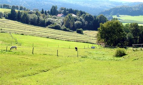 Pasture With Horses Free Stock Photo - Public Domain Pictures