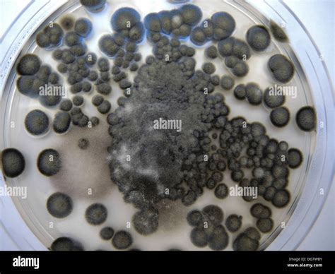 Cladosporium Cladosporioides Mold In A Petri Dish This Is A Fungal