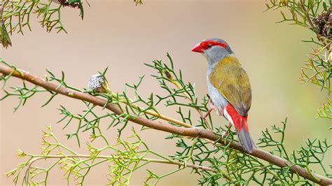 Ash Yellow With Red Nose Bird On Tree Branch Hd Animals Wallpapers Hd