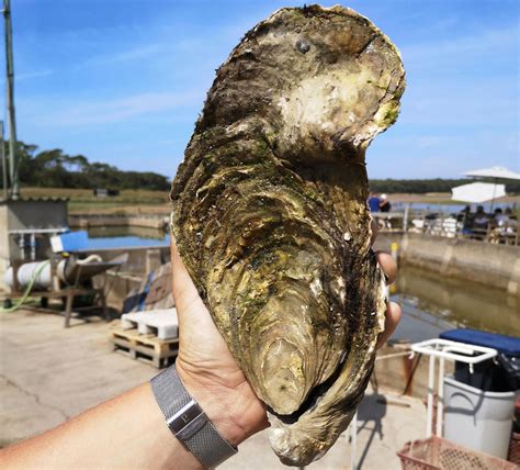 Too Much To Swallow Giant Oyster Named Georgette Found Off French Coast