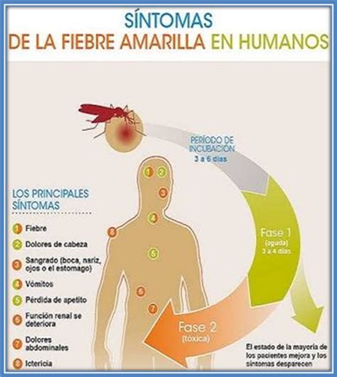 La Fiebre Amarilla