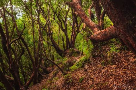 Hutan Warna Merah Bukit Reakreasi Rare Di Jerantut Pahang Libur