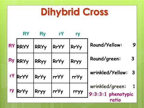 For example, a dihybrid cross can predict the outcome of two different genes with various alleles present for each gene. PPT - Dihybrid Punnett Squares PowerPoint Presentation - ID:3219591