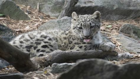 Adorable Snow Leopard Cub Has Bronx Zoo Debut Metro Us