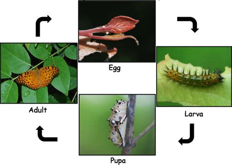 Life Cycle Common Leopard Forrest