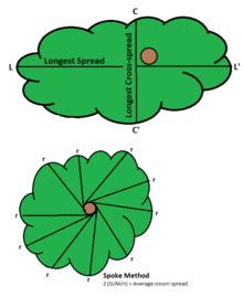 How to measure tree canopy diameter. Tree crown measurement - Wikipedia