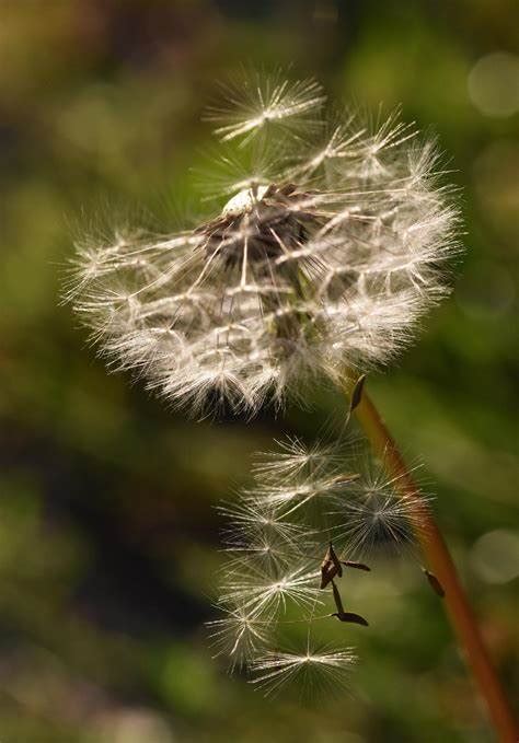 4k Fluffy Dandelion Wallpapers High Quality Download Free