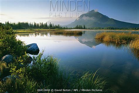 Minden Pictures Stock Photos Mount Rundle Reflected In Vermillion