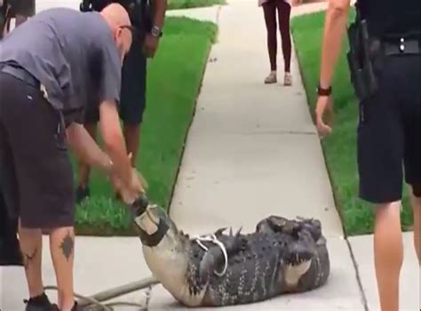 Video Shows 8 Foot Alligator Knocking Trapper Unconscious Indy100