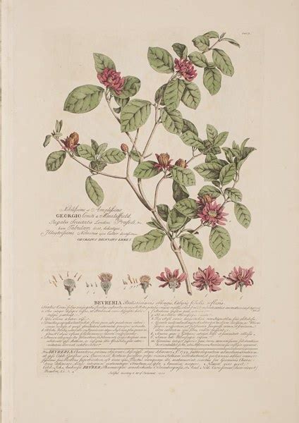 The Botany Of Empire In The Long Eighteenth Century — Dumbarton Oaks