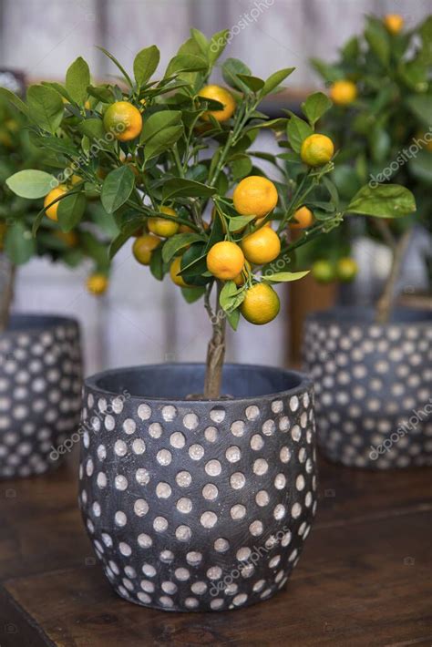 Calamondin O Citrus Mitis Planta Con Peque As Frutas Naranjas Maduras