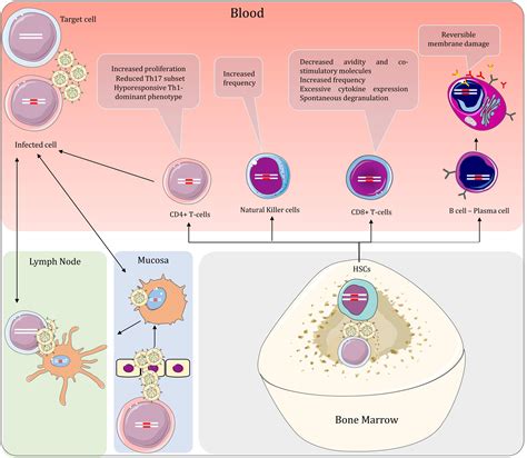 Frontiers Immunopathogenesis And Cellular Interactions In Human T