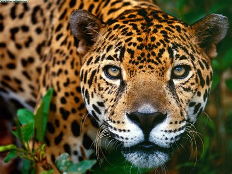 Jaguars Brazil Wildlife Animals Wallpapers Hd Desktop And Mobile