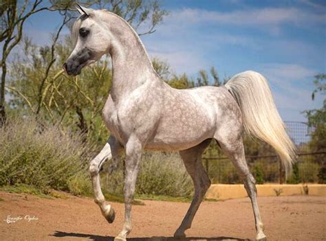 The Arabian Horse Breed Profile 2022 With Photos Prohorse