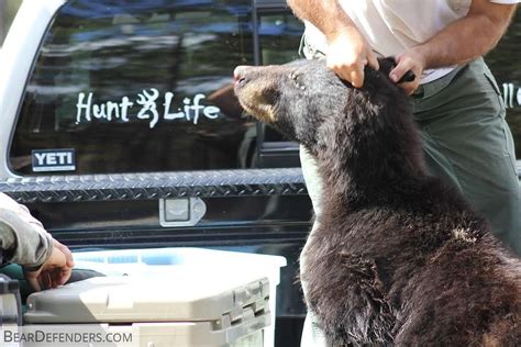 298 Bears Killed In Florida Hunt That ‘ignored Science The