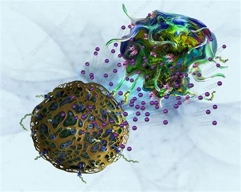 T Cell Attacking Cancer Cell Illustration Stock Image C0489111