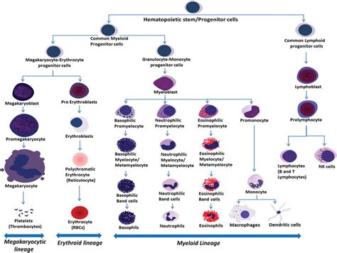 Hierarchy Of Hematopoietic Cells During Normal Differentiation Of Bone