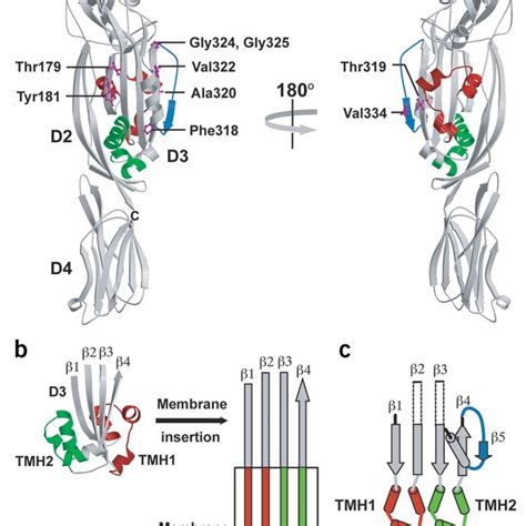 Pfo Structure Structural Elements And Mutationsa Ribbon