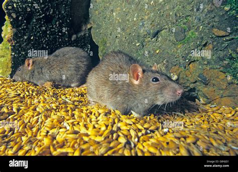 Brown Rats Rattus Norvegicus Eating Wheat Grains In Grain Store Stock