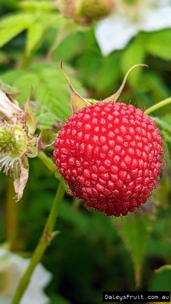 Buy Native Raspberry Peters Thornless Plants Rubus Rosifolius
