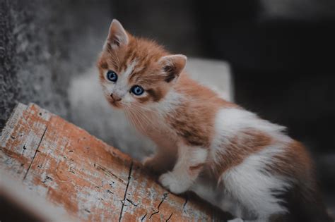 Cat Kitten Feline Free Photo On Pixabay Pixabay