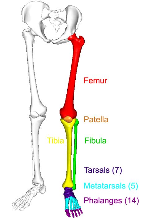In this article, we look at the structure and function of this bone and the injuries that can affect it. Diagram Of Lower Limb Bones - Era Electrical Schemes