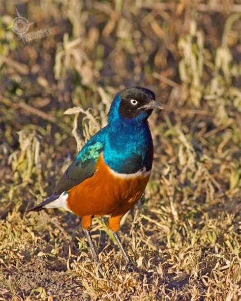Descriptions And Photos Of The Colourful Birds Of Tanzania Grownup Travels
