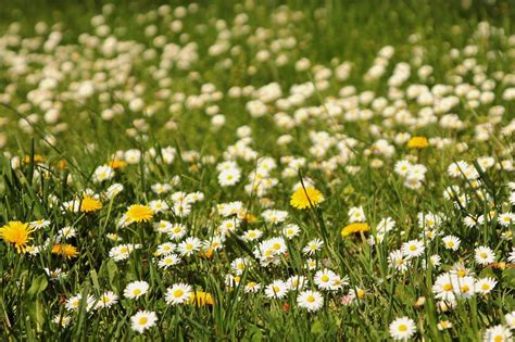 Meadow Flower Daisy Free Image Download